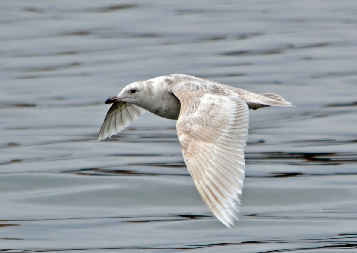 Iceland Gull (kumlieni/glaucoides) - ML128835331