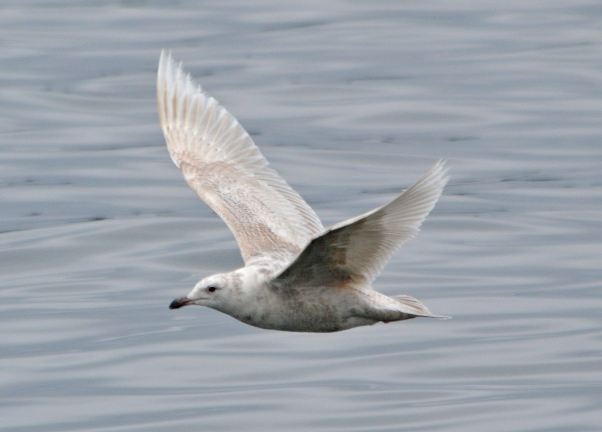 Iceland Gull (kumlieni/glaucoides) - ML128835381