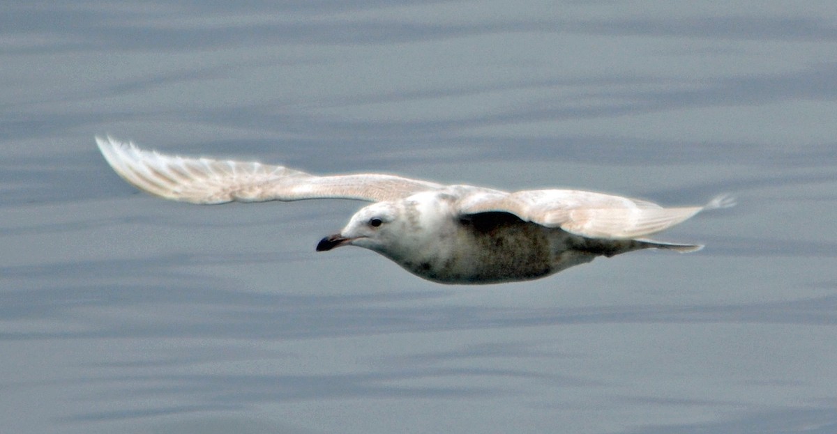 Iceland Gull (kumlieni/glaucoides) - ML128835391