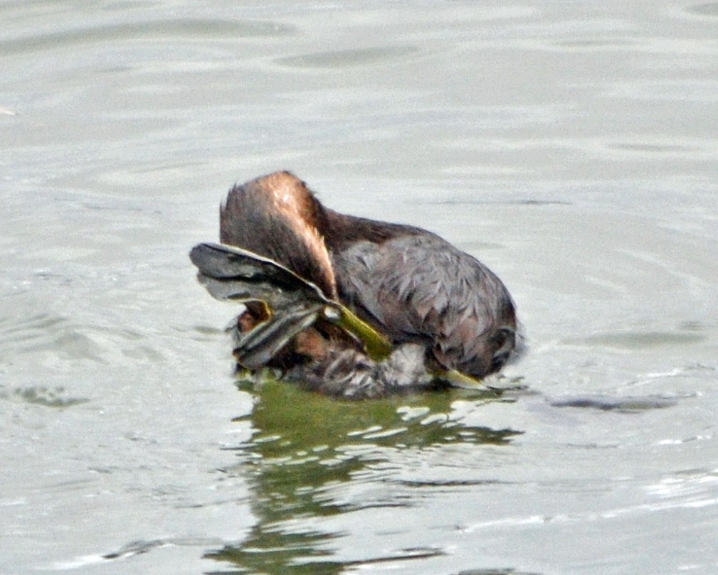 Pied-billed Grebe - ML128837091