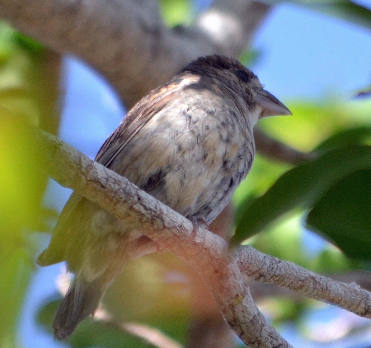 Rose-breasted Grosbeak - Michael J Good