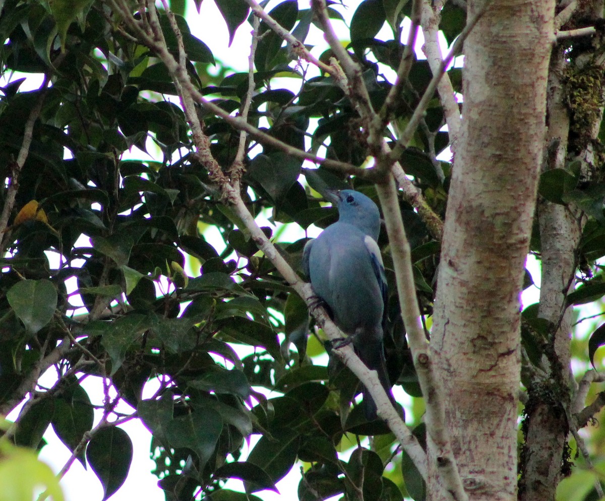 Blue-gray Tanager - ML128837591