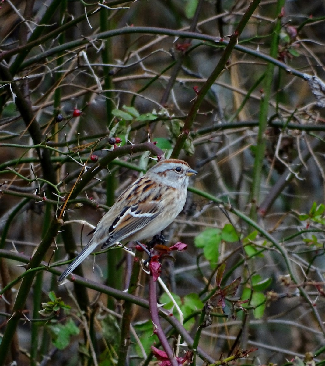 American Tree Sparrow - ML128838051