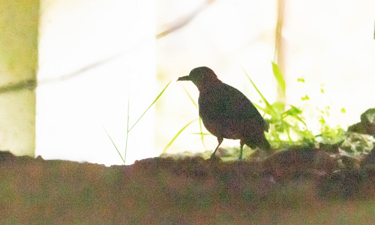 Dark-sided Thrush - ML128838141