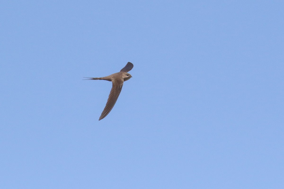 African Palm Swift - ML128838711