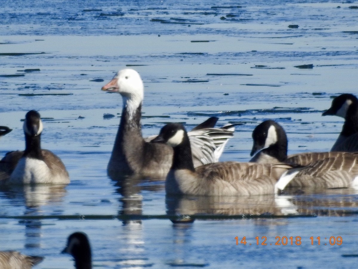 Snow Goose - ML128838871