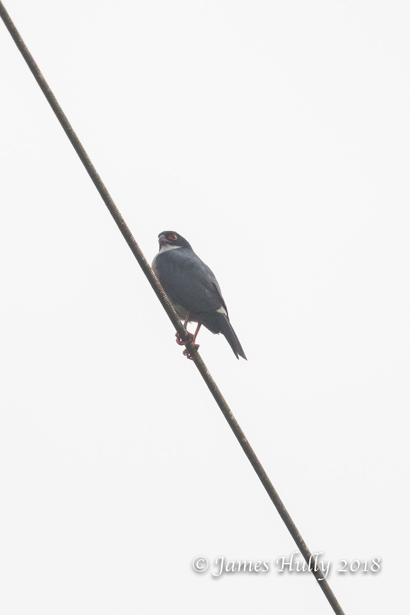 Red-thighed Sparrowhawk - James Hully