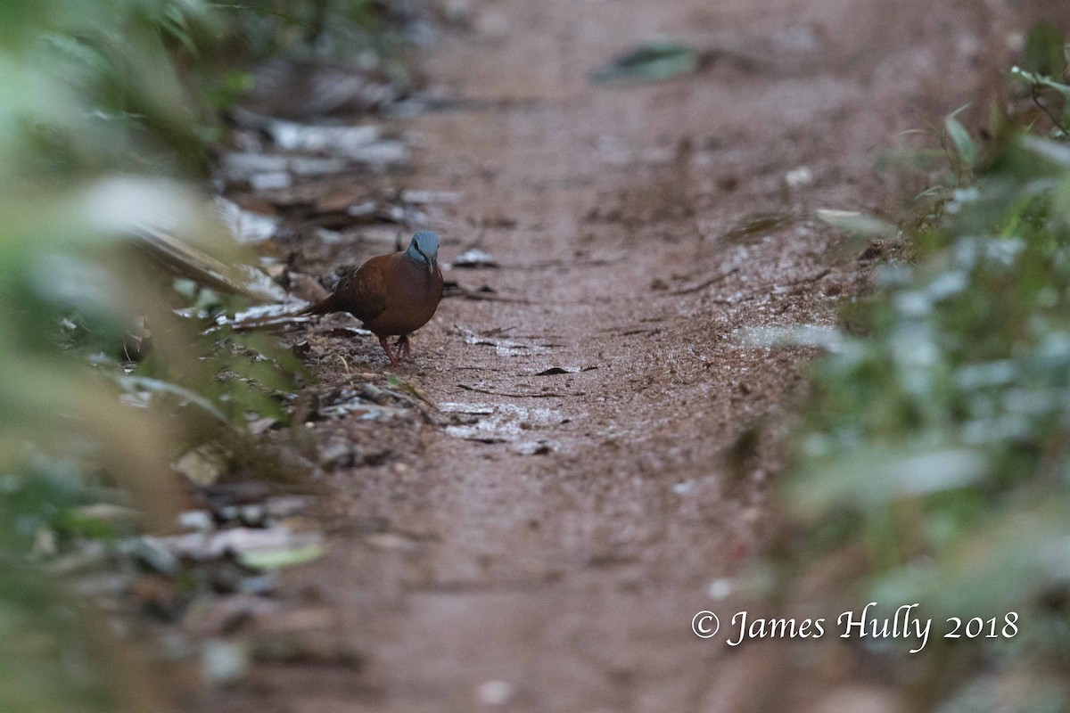 Blue-headed Wood-Dove - ML128839091