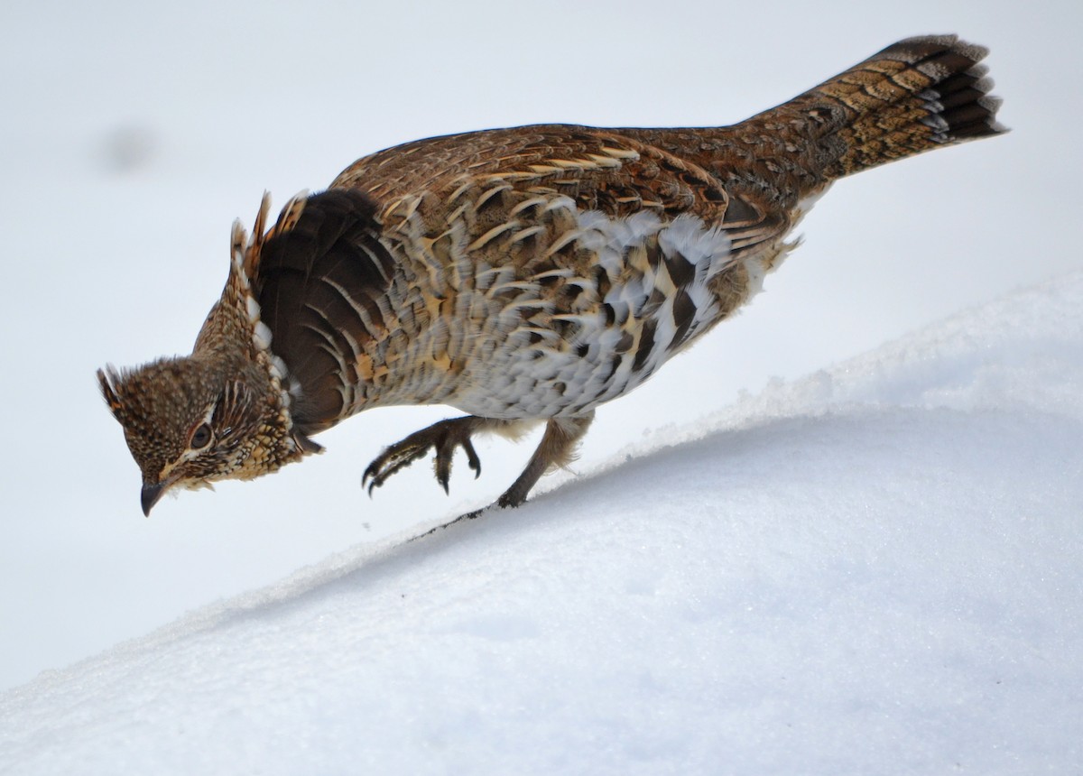 Ruffed Grouse - Michael J Good