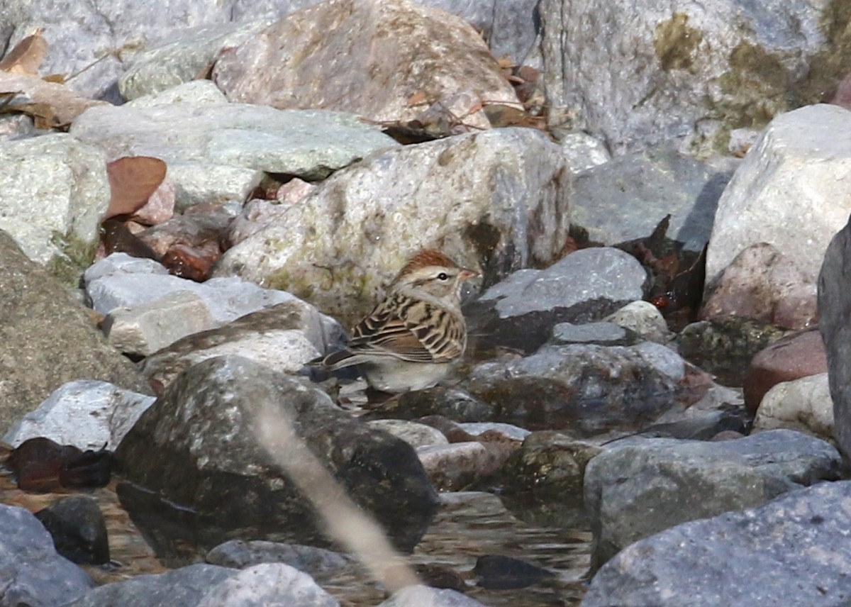 Chipping Sparrow - ML128839641