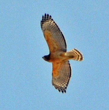 Red-shouldered Hawk (lineatus Group) - ML128840021