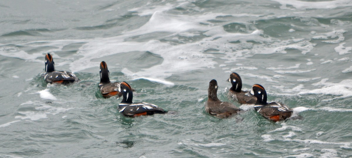 Harlequin Duck - ML128840561