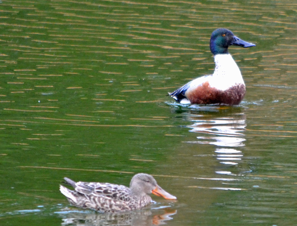 Northern Shoveler - Michael J Good