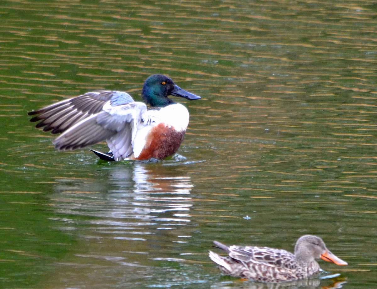 Northern Shoveler - Michael J Good