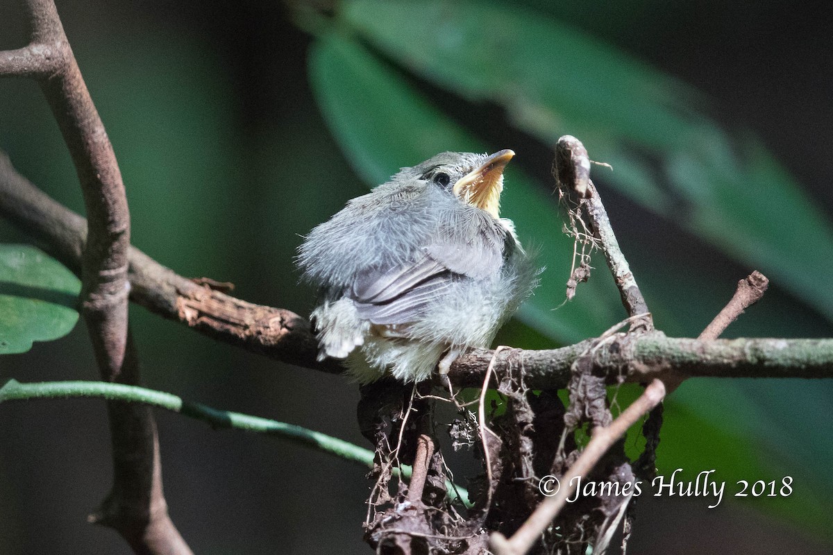 Sharpe's Apalis - Jim Hully