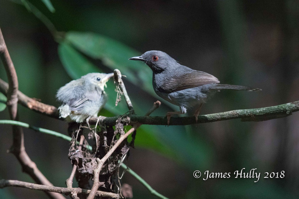 Sharpe's Apalis - Jim Hully