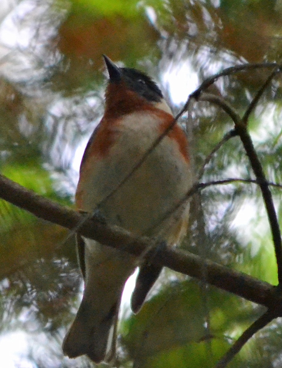 Bay-breasted Warbler - ML128844461