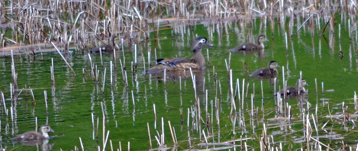 Wood Duck - Michael J Good