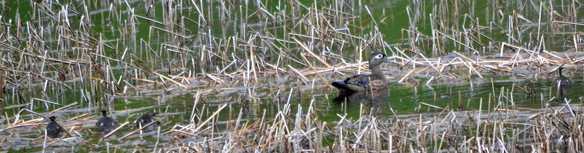 Wood Duck - ML128845661