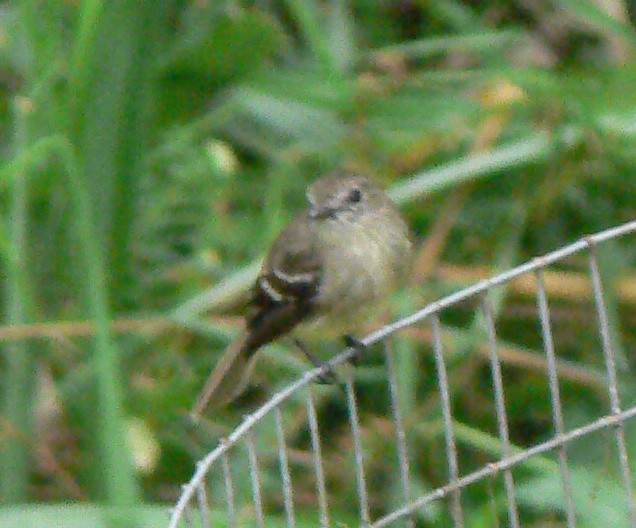 Olive-chested Flycatcher - ML128845711