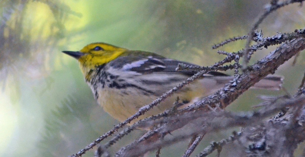 Black-throated Green Warbler - ML128846261