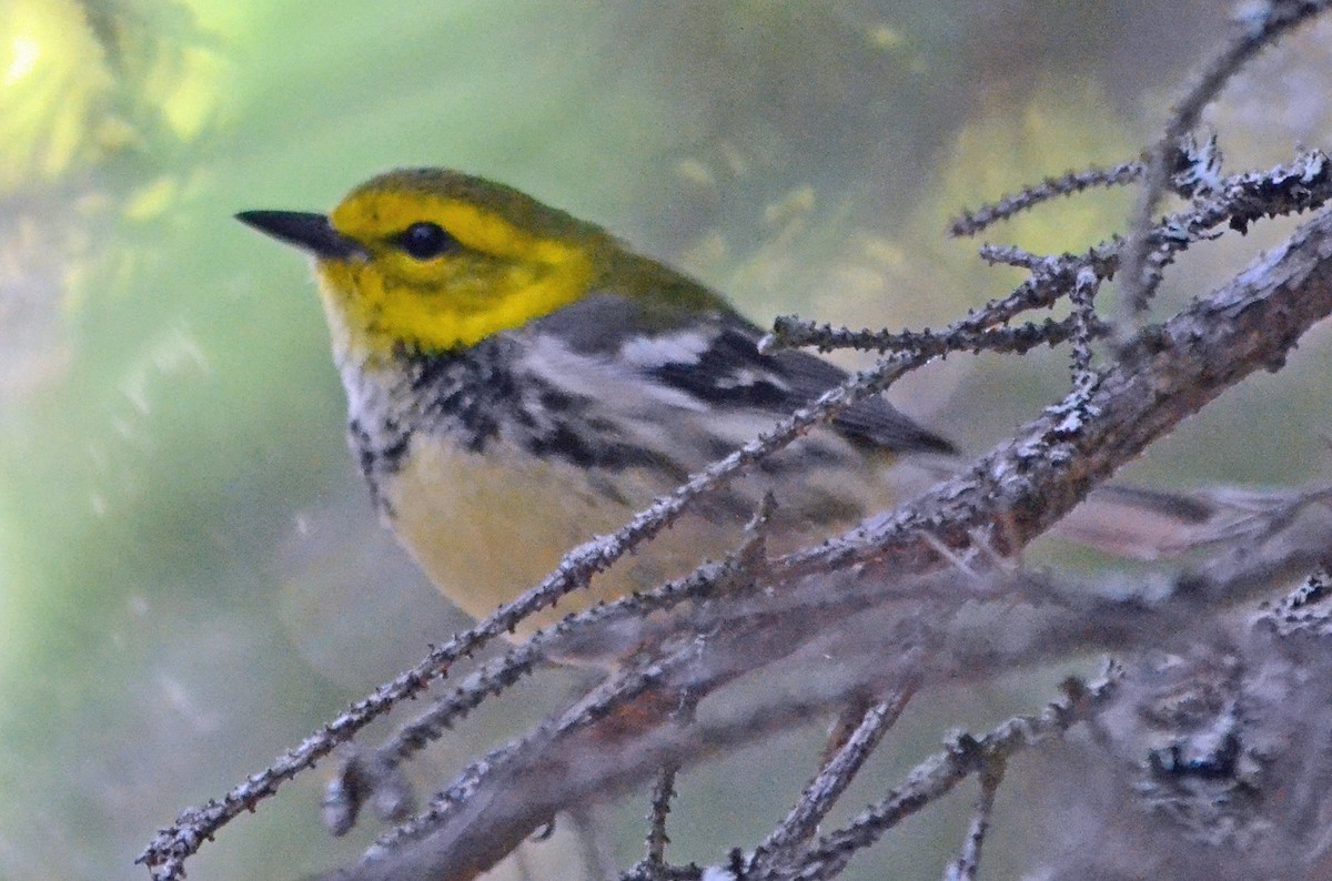 Black-throated Green Warbler - ML128846281