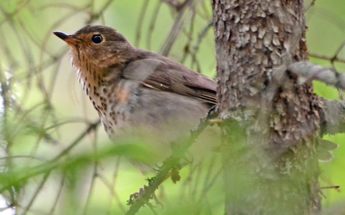 Swainson's Thrush - ML128847401
