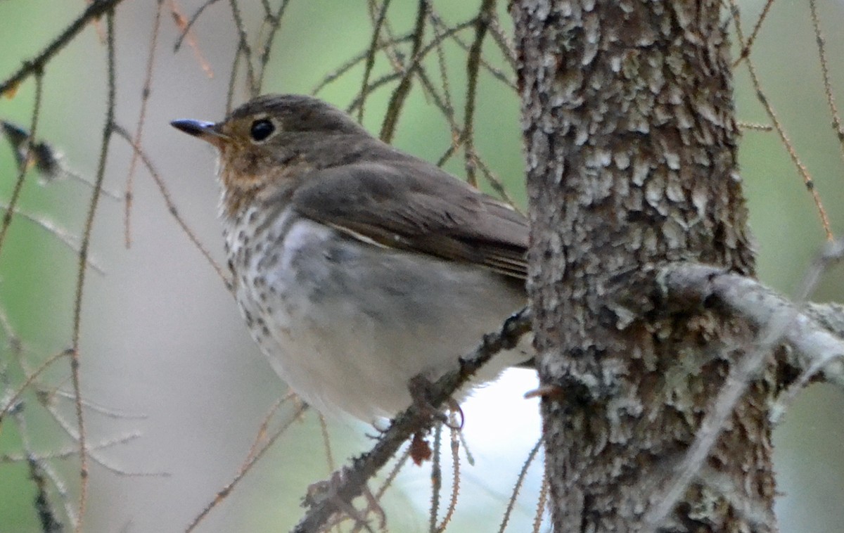 Swainson's Thrush - ML128847461