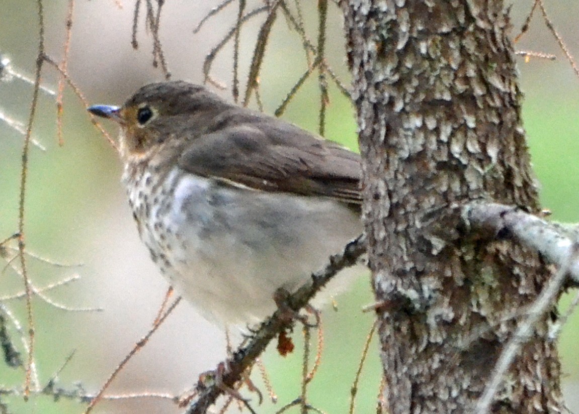 Swainson's Thrush - ML128847471