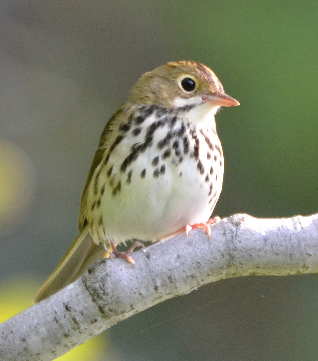 Ovenbird - ML128848831