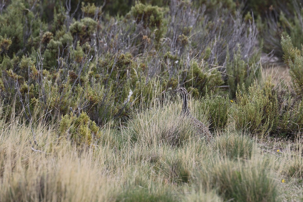 tinama patagonská - ML128849421