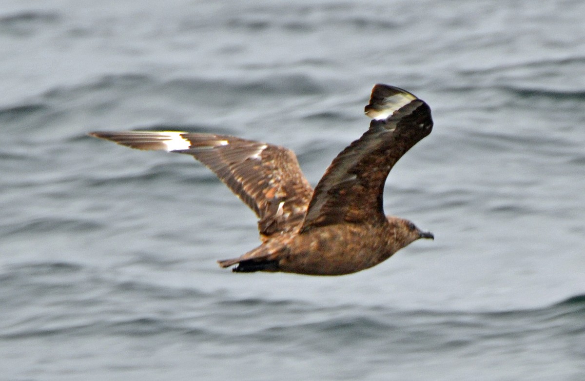 Great Skua - ML128850271