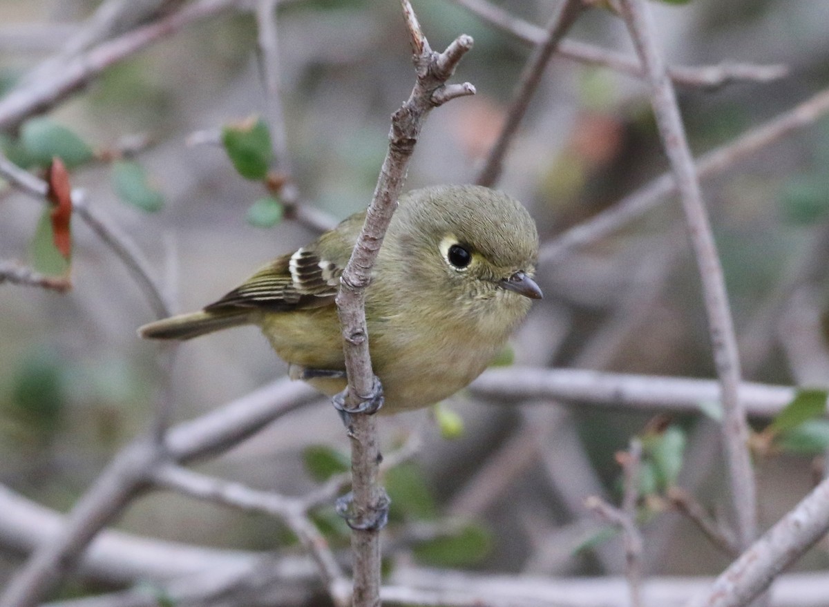 Vireo de Hutton - ML128850401