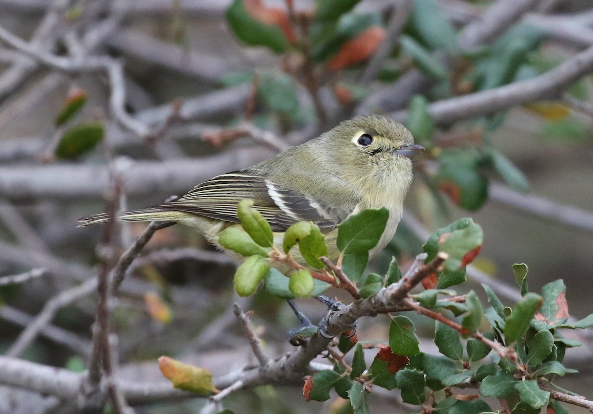 Hutton's Vireo - ML128850431