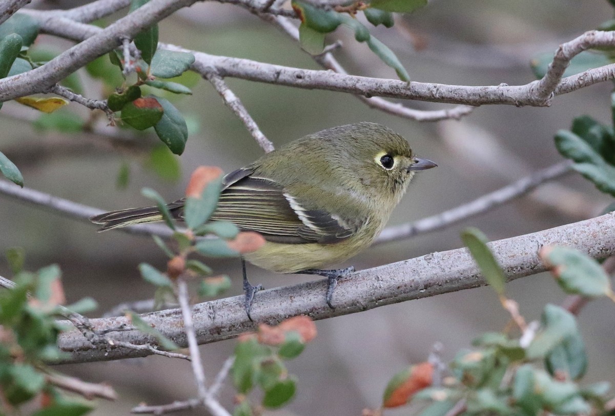 Hutton's Vireo - ML128850451