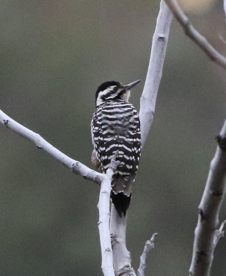 Ladder-backed Woodpecker - Tom Benson