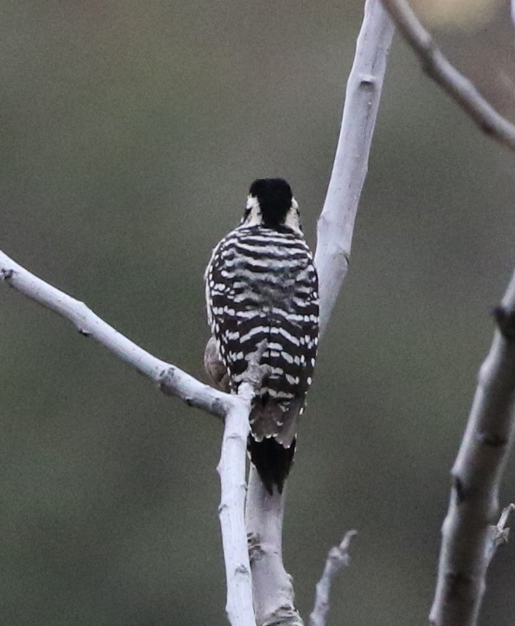 Ladder-backed Woodpecker - Tom Benson