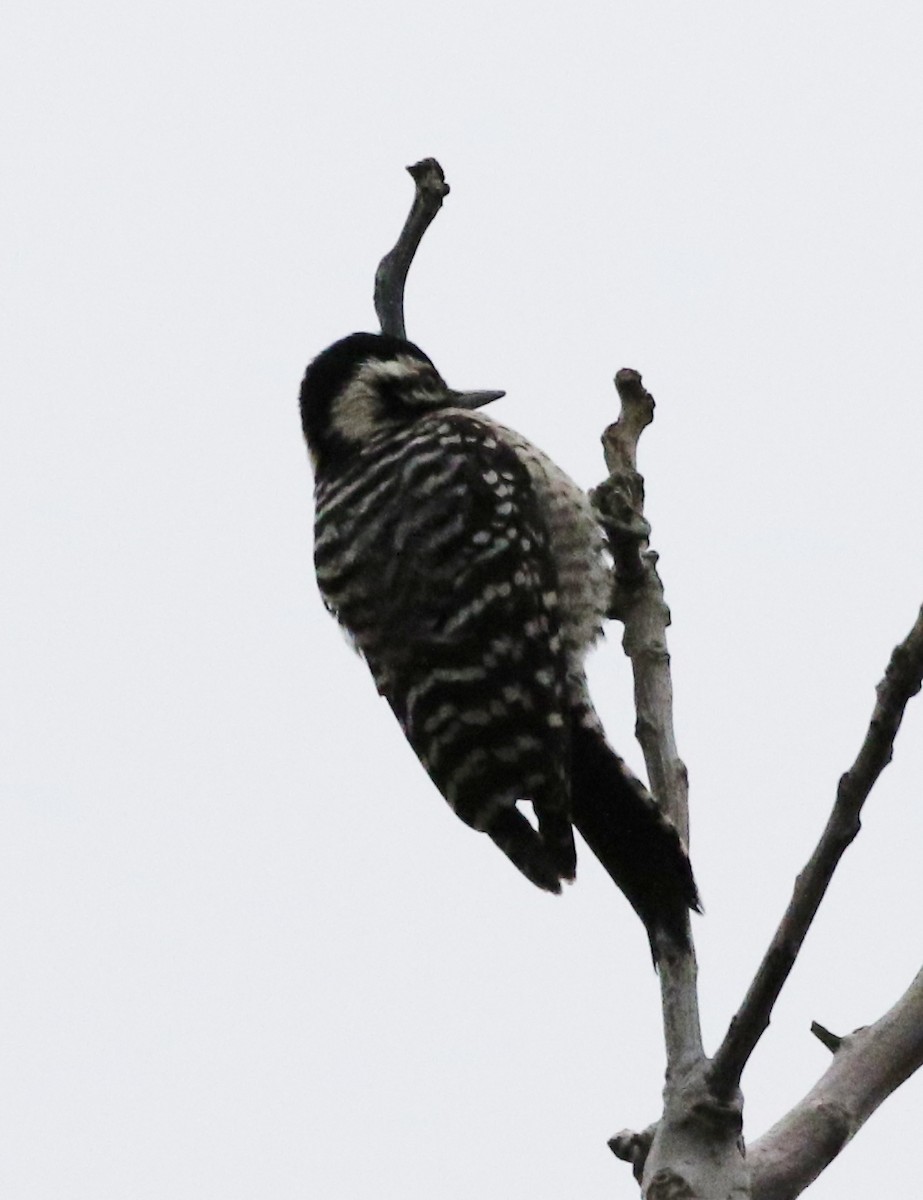 Ladder-backed Woodpecker - Tom Benson