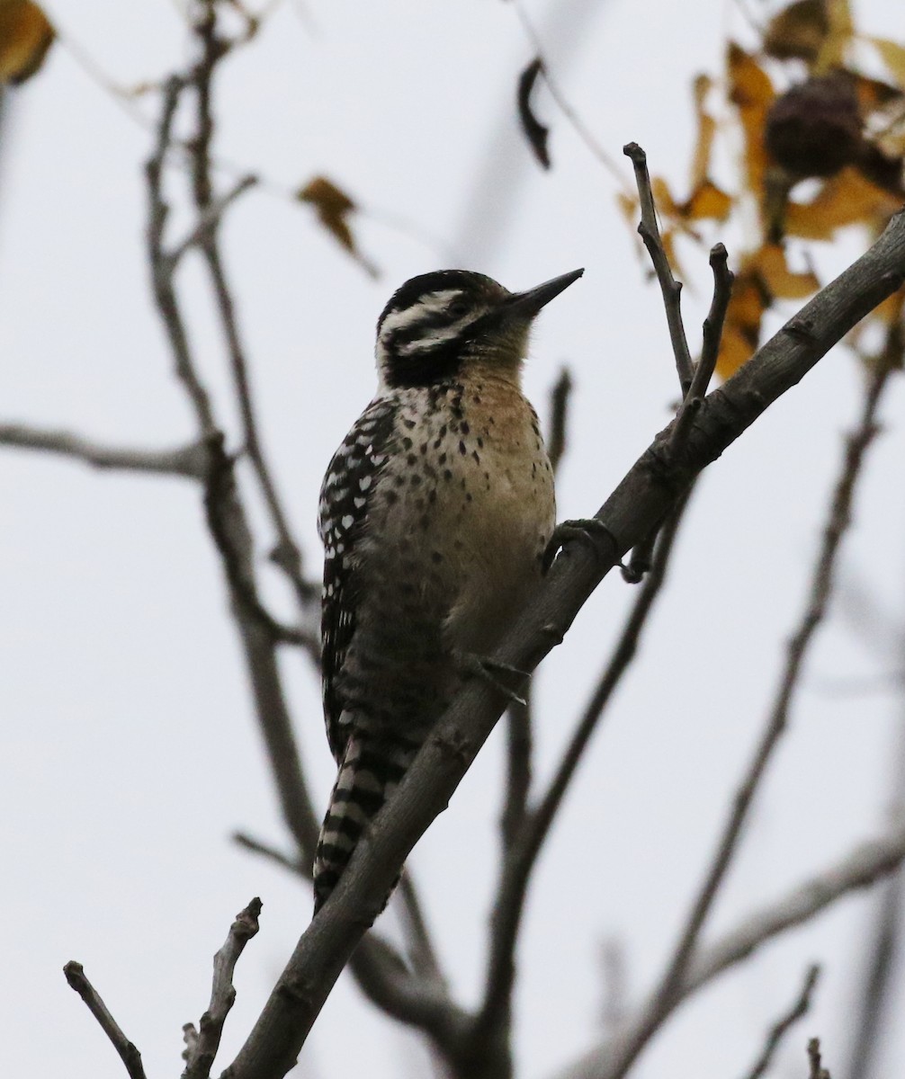 Ladder-backed Woodpecker - Tom Benson