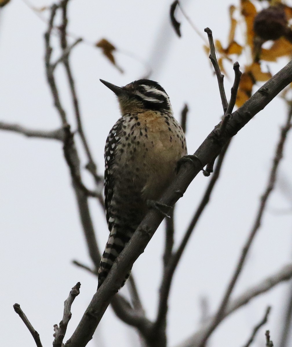 Ladder-backed Woodpecker - Tom Benson