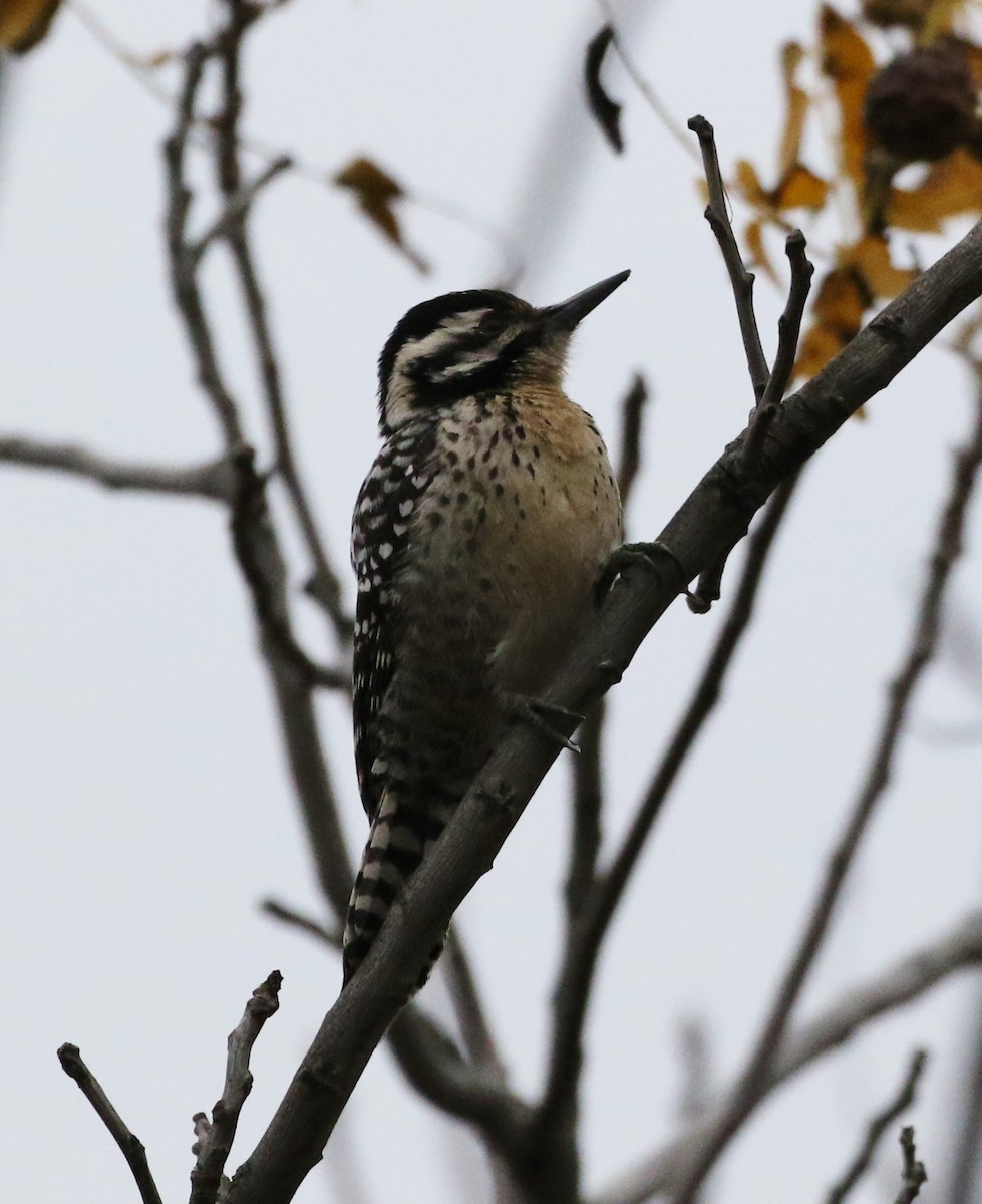 Ladder-backed Woodpecker - ML128850661