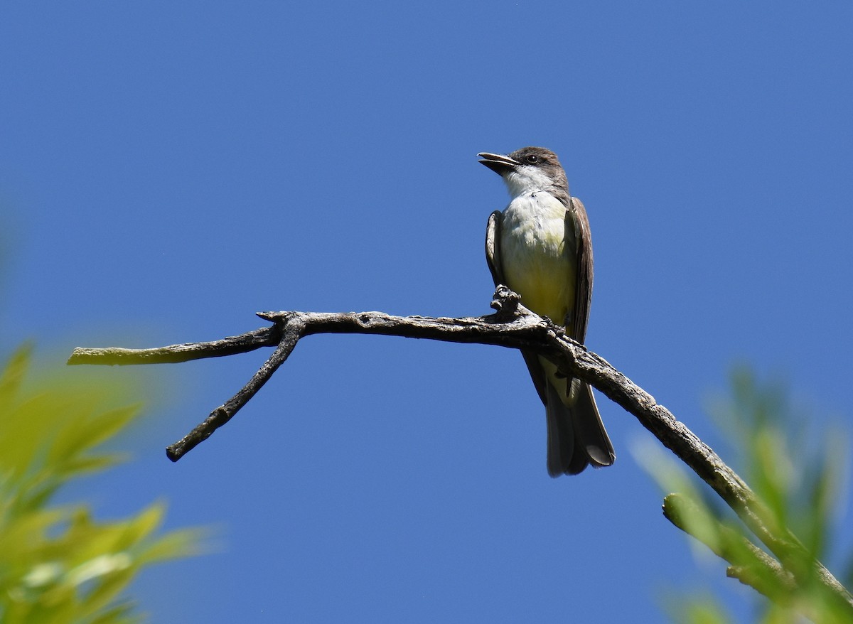 eBird Checklist - 8 Jul 2016 - Patagonia Roadside Rest Area - 36 species