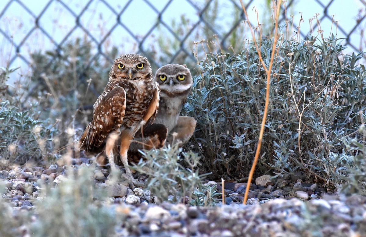 Burrowing Owl - ML128852811