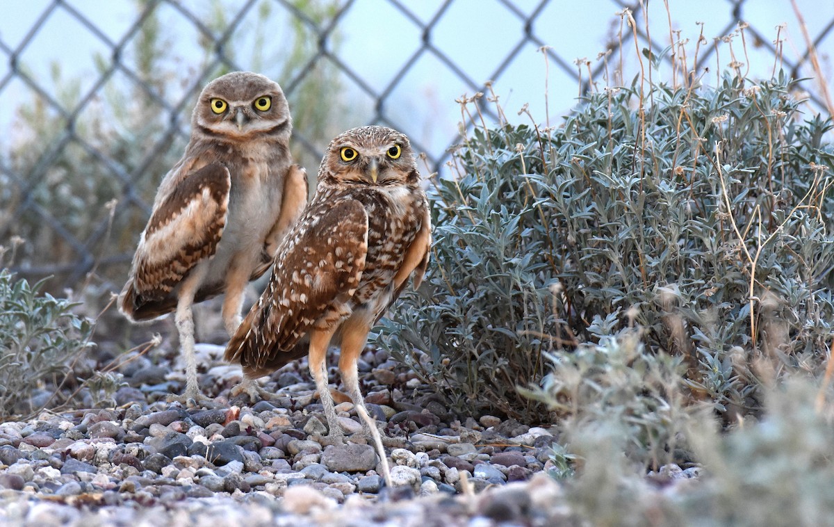 Burrowing Owl - ML128852831