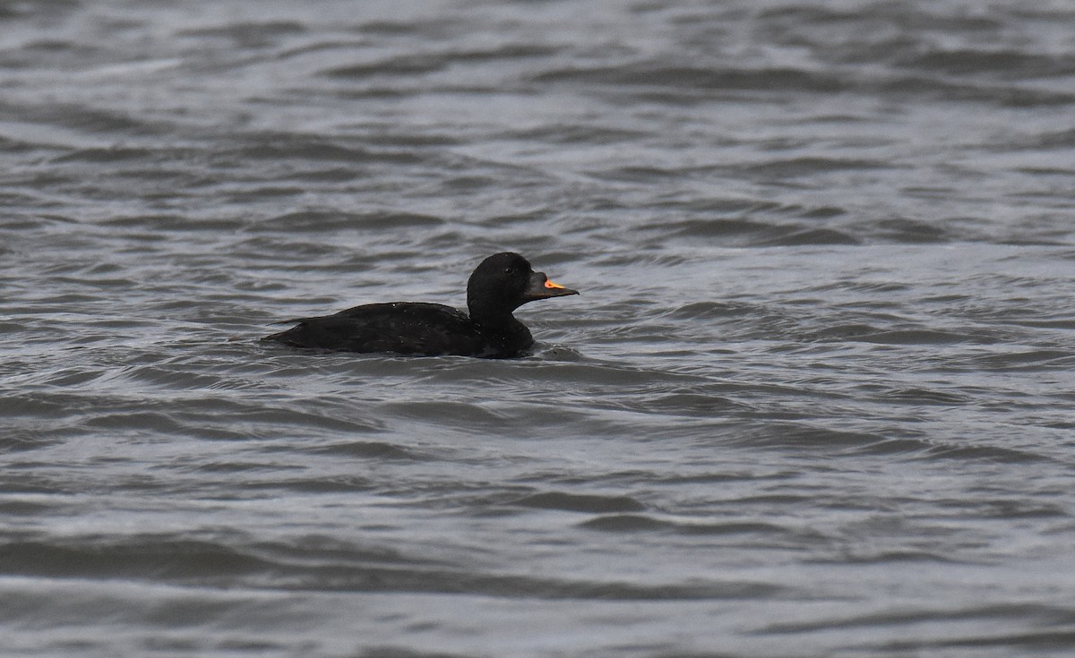 Common Scoter - Jason Vassallo