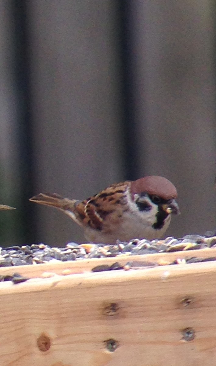 Eurasian Tree Sparrow - David Pryor