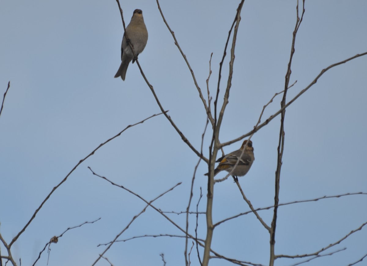 Pine Grosbeak - ML128856761