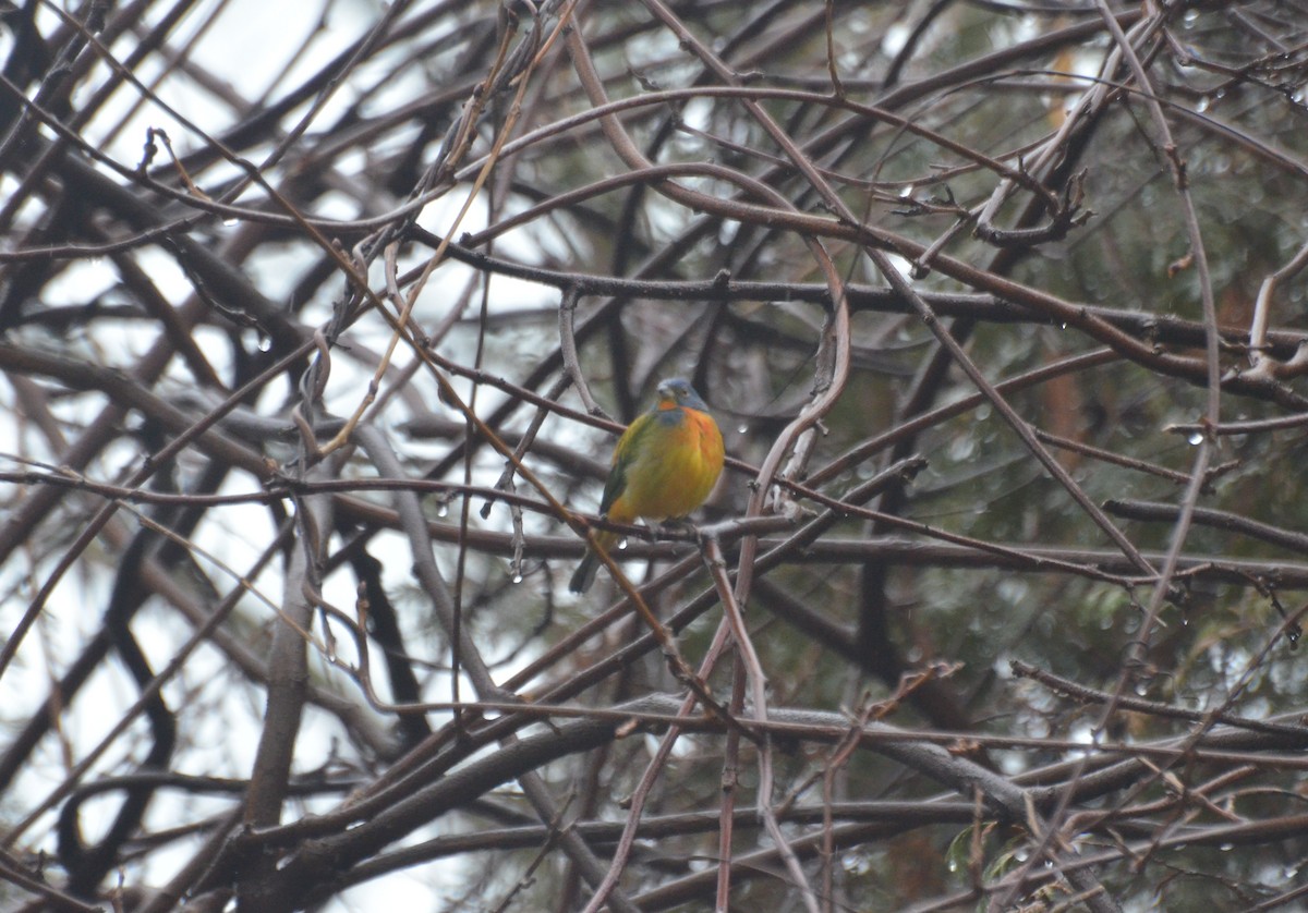 Painted Bunting - ML128856981