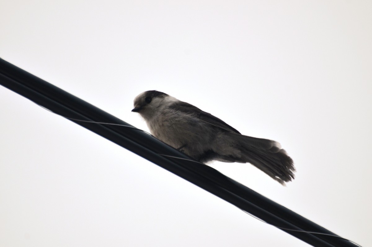 Canada Jay - David Pryor