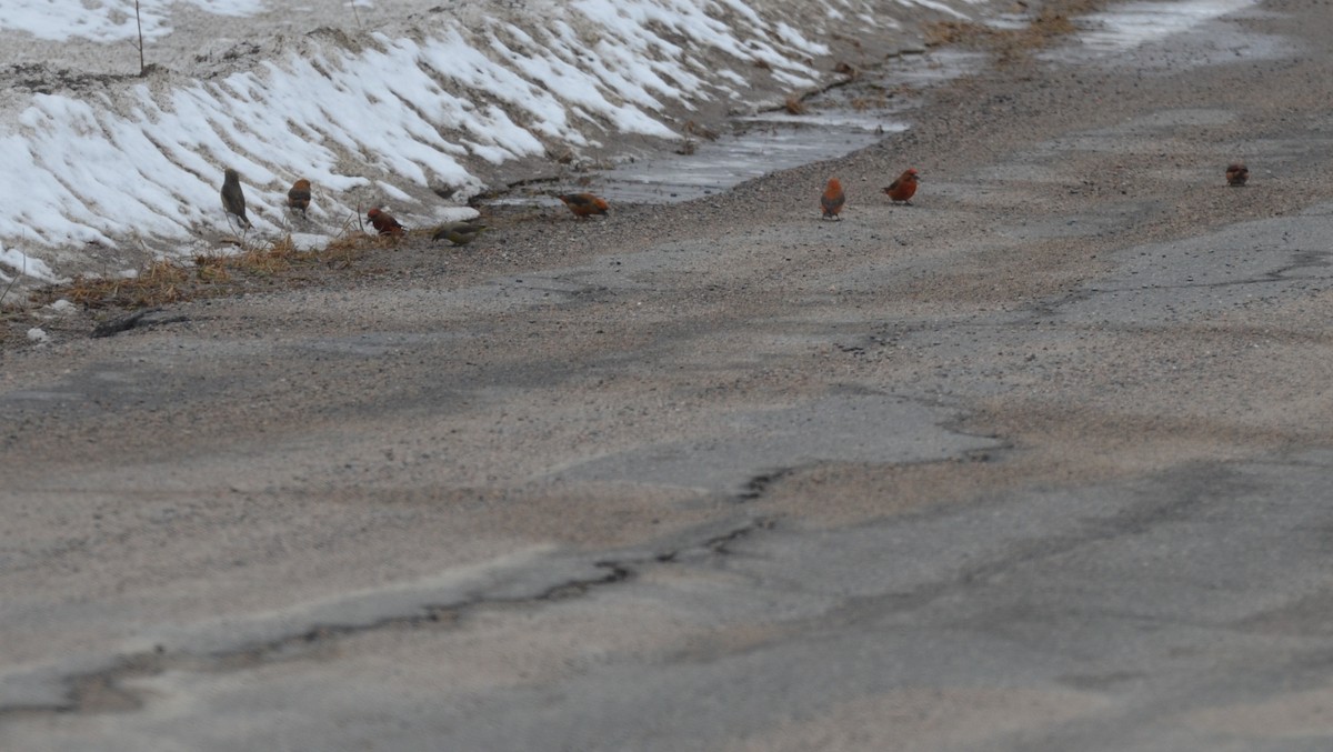 Red Crossbill - ML128858041